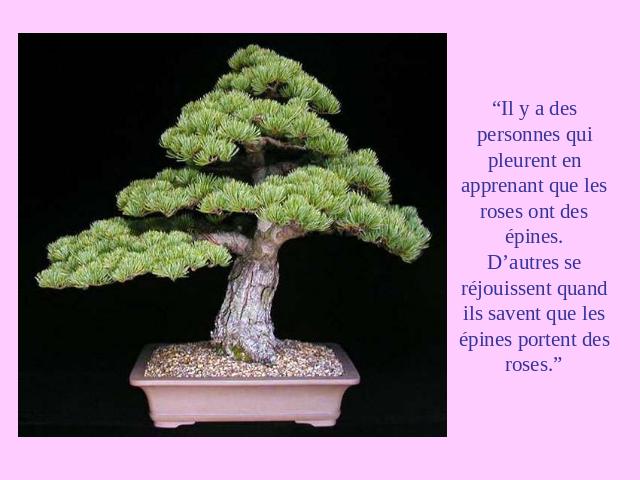 DJBp62IxiC1_bonsai_les_roses_et_les_epines.jpg