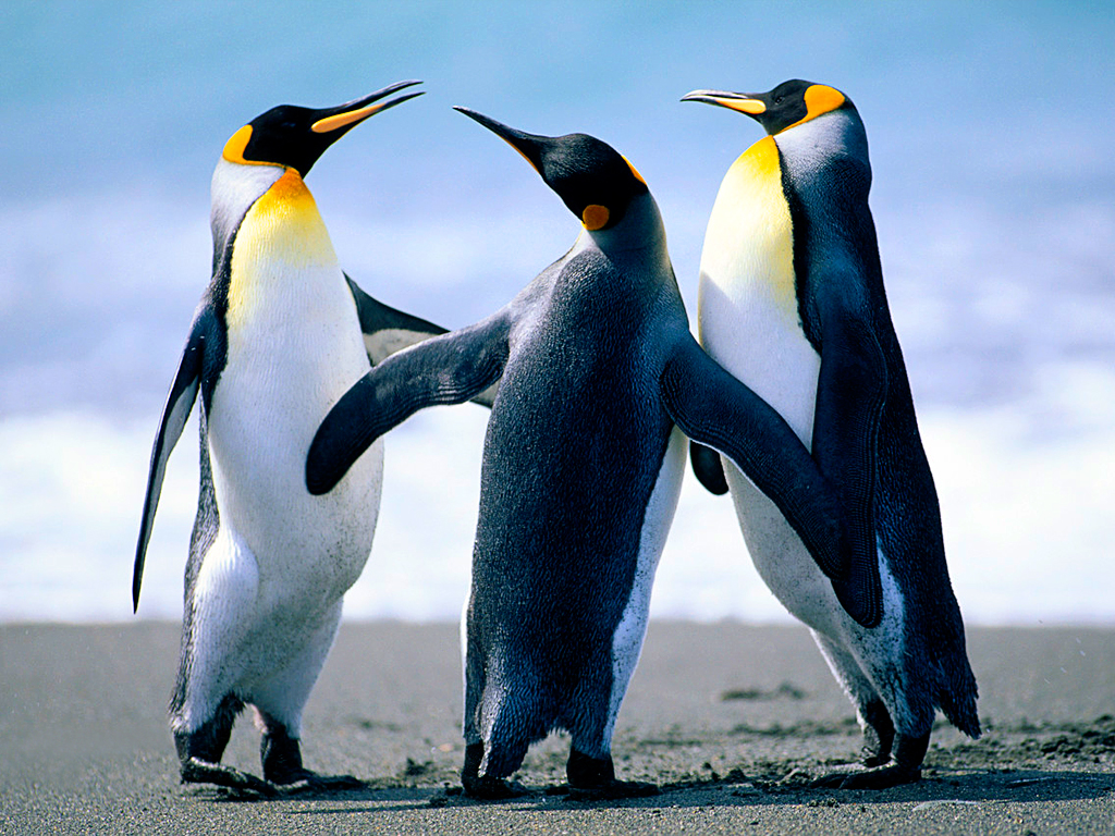 HAfoReX4eLr_Penguins.jpg