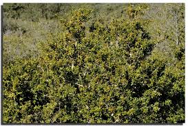 KDehpz6dOX1_buis-garrigue.jfif