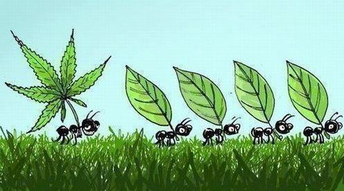 KEwmkll5Twd_ants-carrying-marijuana-food-leaf.jpg