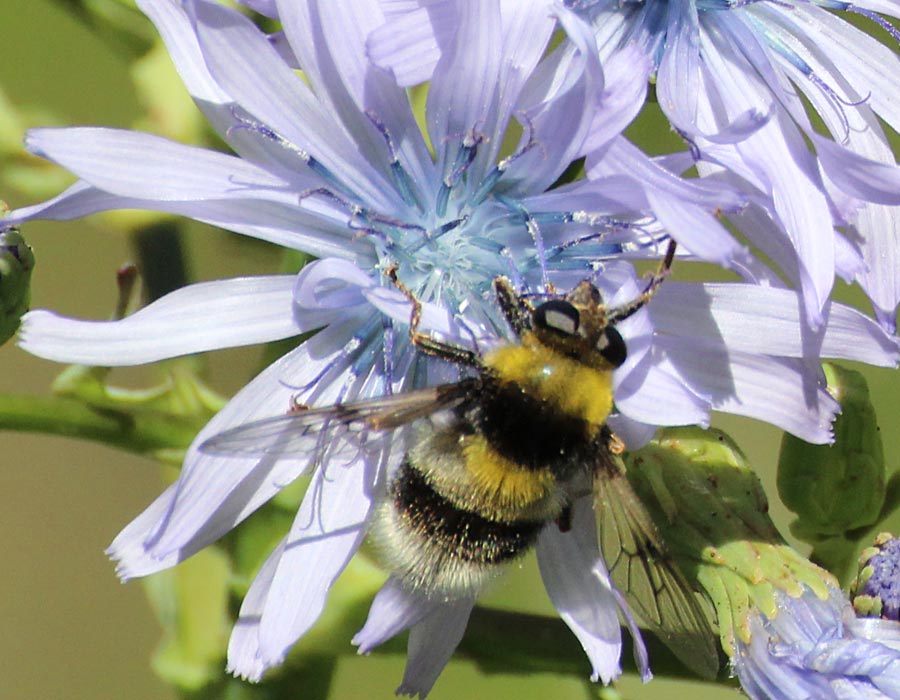 Bombus terrestris ou... ?? KGpqiFBv7Fx_web